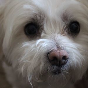 Meet your Posher, Susie